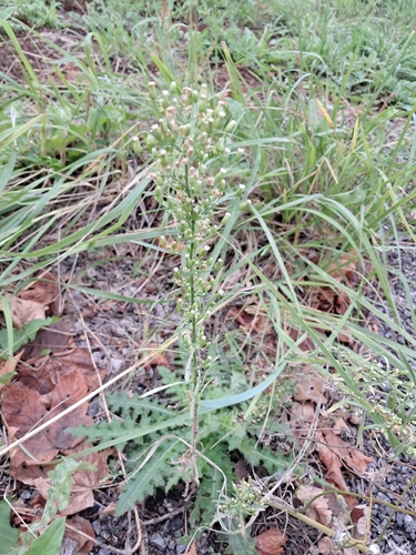 horseweed