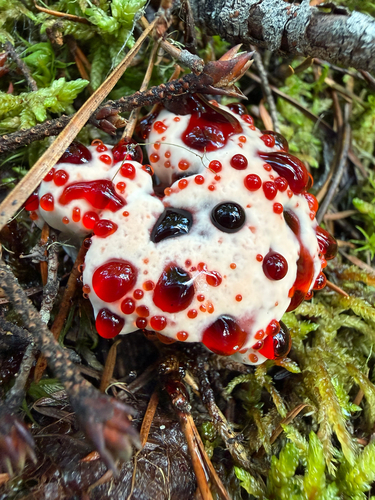 Red-juice Tooth