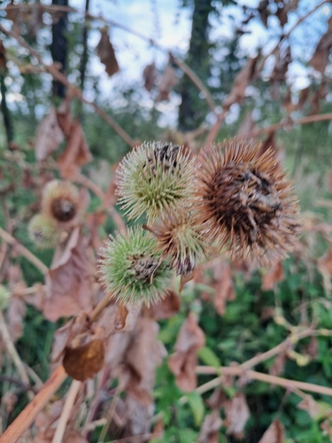greater burdock