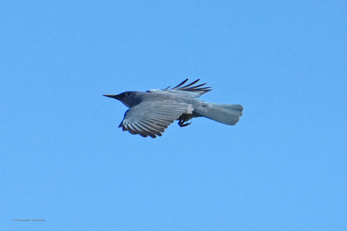 Pinyon Jay