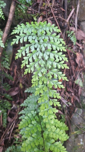 Asplenium pseudolaserpitiifolium observed 2026-09-16