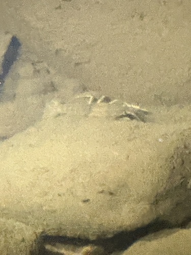 iNaturalist observation photo of Northern Hemisphere Crayfishes