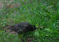 Sturnus vulgaris