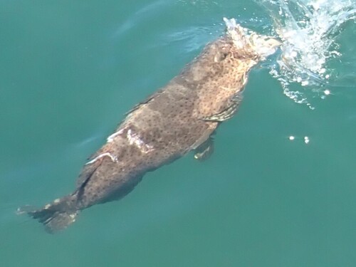Epinephelus malabaricus observed 2026-09-16