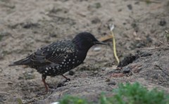 Sturnus vulgaris