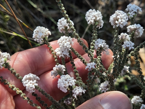 Leucopogon gibbosus, 2026-09-16