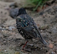Sturnus vulgaris