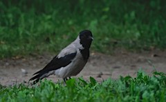 Corvus cornix
