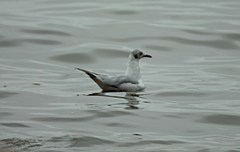 Chroicocephalus ridibundus