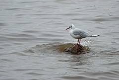 Chroicocephalus ridibundus