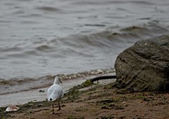 Chroicocephalus ridibundus