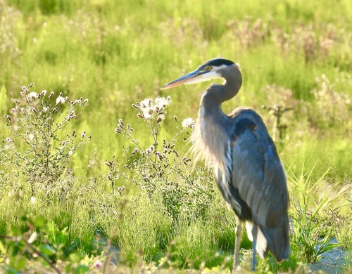 Great Blue Heron