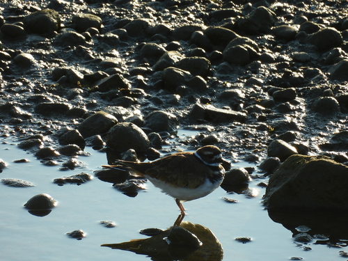 Killdeer