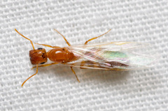 Colobopsis etiolata