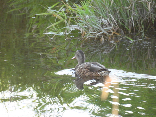 Mallard
