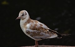 Chroicocephalus ridibundus