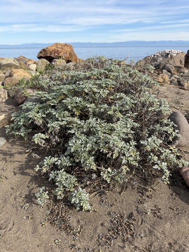 Ambrosia chamissonis, photograph 2