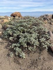 Ambrosia chamissonis, photograph (c) Matt Berger, some rights reserved (CC BY)