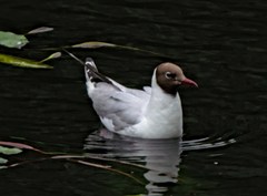 Chroicocephalus ridibundus