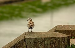 Chroicocephalus ridibundus