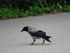Corvus cornix