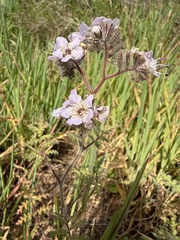 Phacelia cicutaria