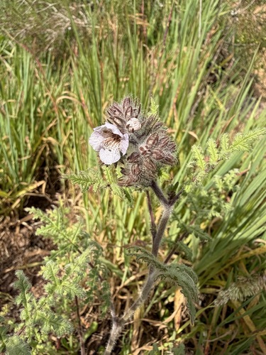 Phacelia cicutaria, photograph 2