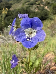 Phacelia viscida