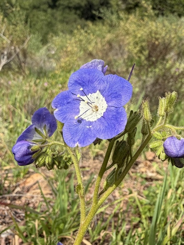 Phacelia viscida, photograph 3