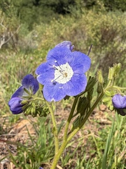Phacelia viscida, photograph (c) Matt Berger, some rights reserved (CC BY)