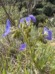 Phacelia viscida, photograph (c) Matt Berger, some rights reserved (CC BY)