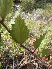 Phacelia viscida, photograph (c) Matt Berger, some rights reserved (CC BY)
