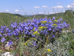 Veronica taurica