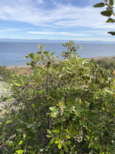 Comarostaphylis diversifolia, photograph 5