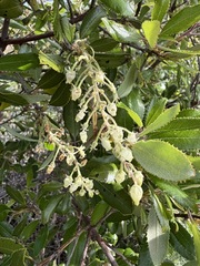 Comarostaphylis diversifolia, photograph (c) Matt Berger, some rights reserved (CC BY)