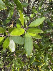 Comarostaphylis diversifolia, photograph (c) Matt Berger, some rights reserved (CC BY)