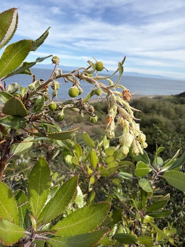 Comarostaphylis diversifolia, photograph 2