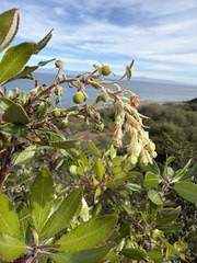 Comarostaphylis diversifolia, photograph (c) Matt Berger, some rights reserved (CC BY)