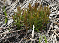 Hypericum ascyron gebleri
