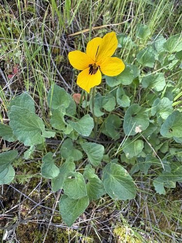 Viola pedunculata