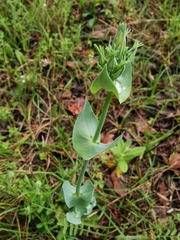 Blackstonia perfoliata