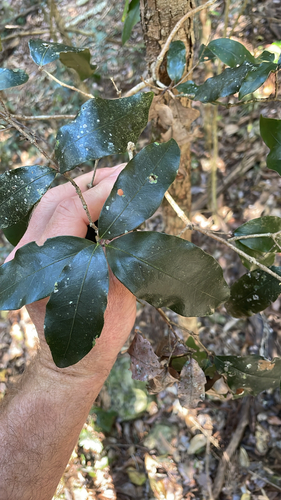 Dissiliaria baloghioides observed 2026-09-16
