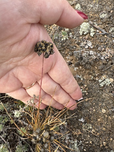 Allium bidentatum