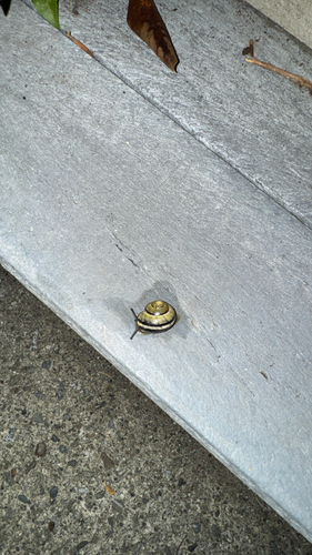 Brown-lipped Snail