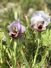Iris lortetii