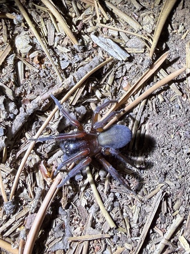 iNaturalist observation photo of Callobius