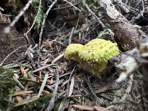 flaming scalycap
