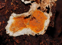 Gloeoporellus merulinus