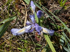 Iris longipetala
