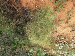 Muhlenbergia porteri, photograph (c) Bruce Hartman, some rights reserved (CC BY)